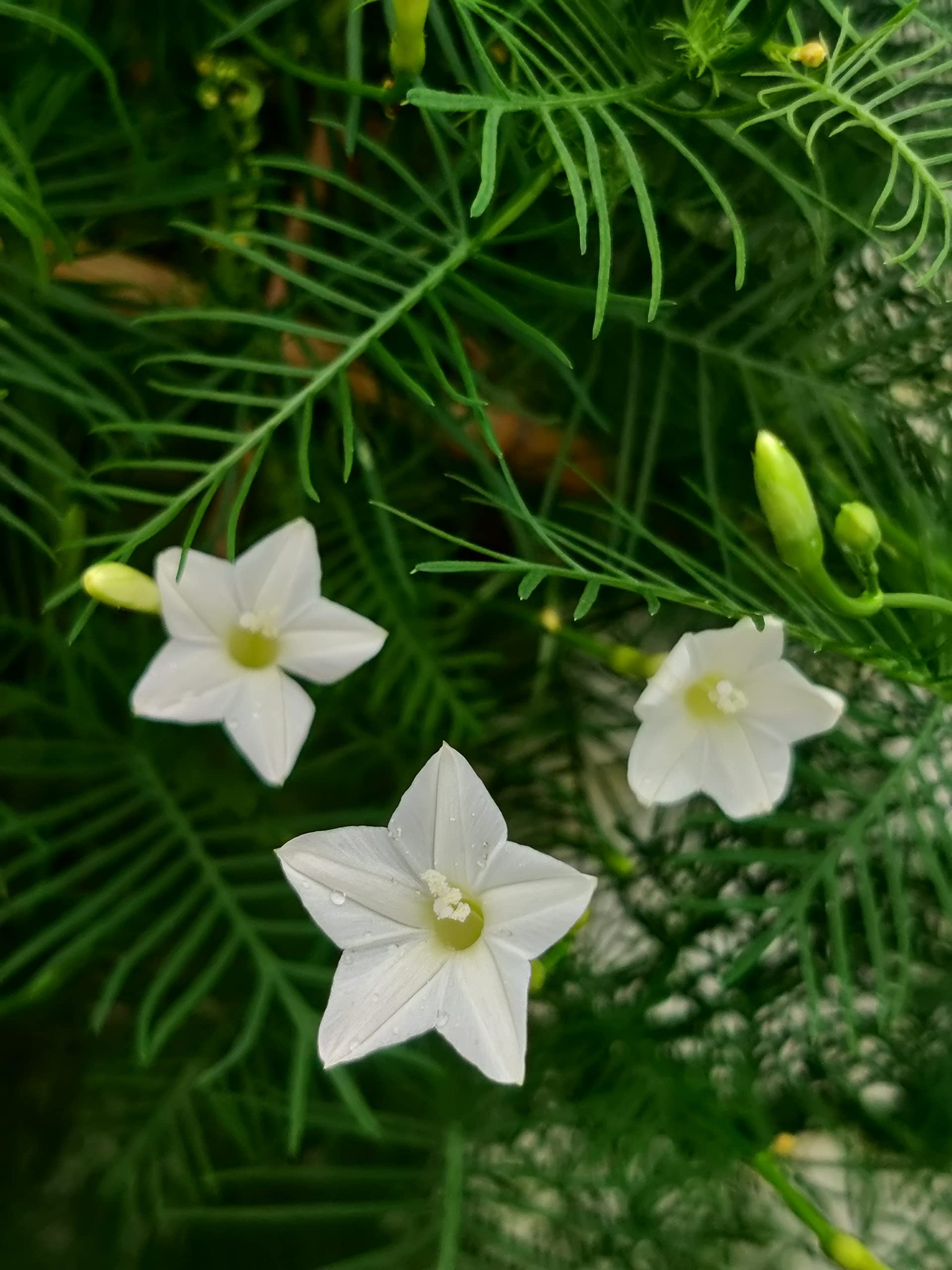 Argyranthemum (‘Biancaneve’ flower) for planting in garden